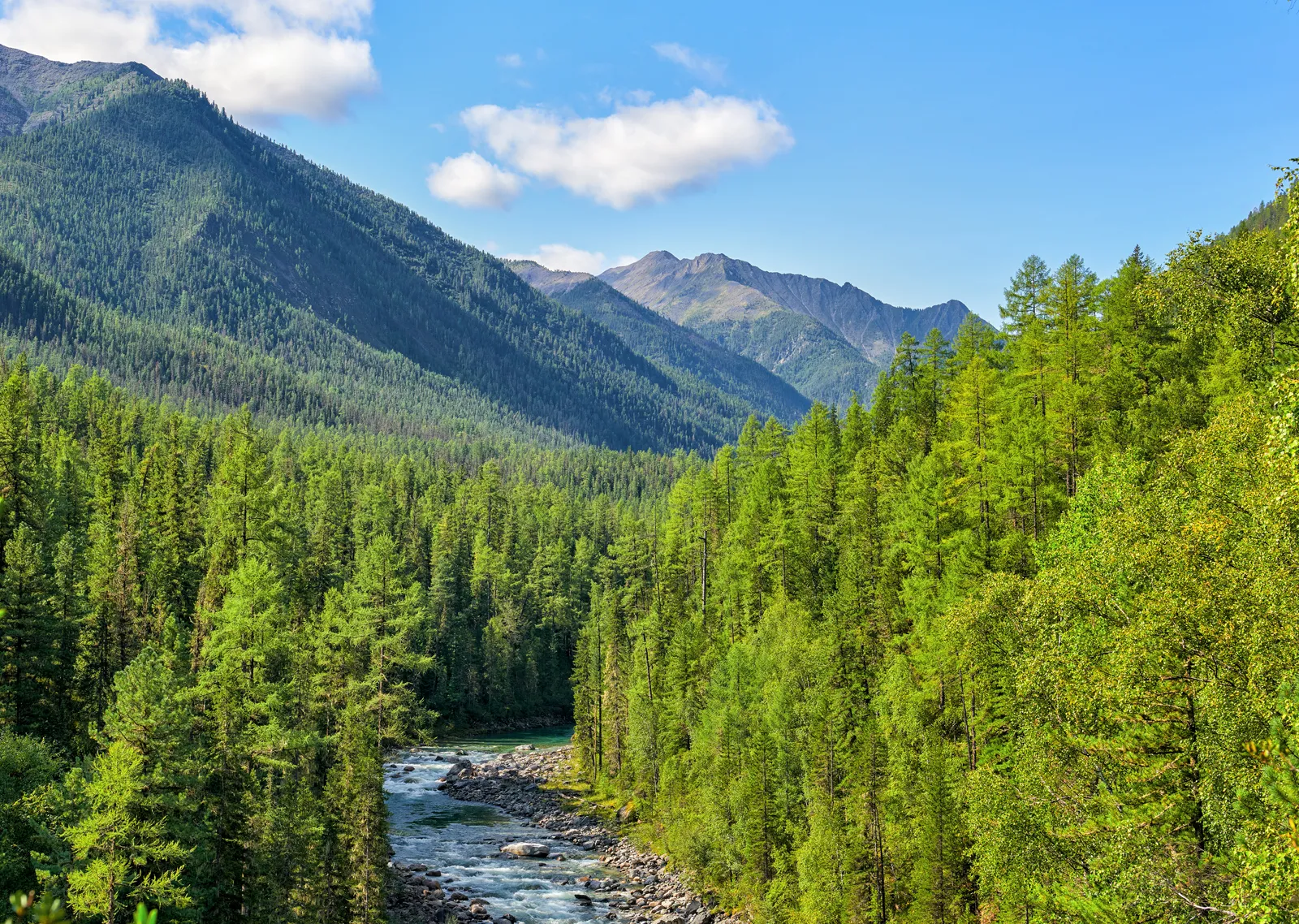 Subalpine-coniferous-taiga-in-Siberian-mountains